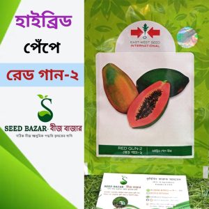 হাইব্রিড রেড গান-২ পেঁপে বীজ