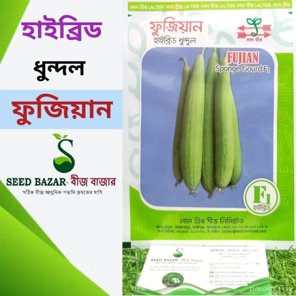 ফুজিয়ান ধুন্দল বীজ
