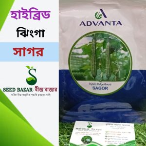 হাইব্রিড ঝিংগা বীজ-সাগর
