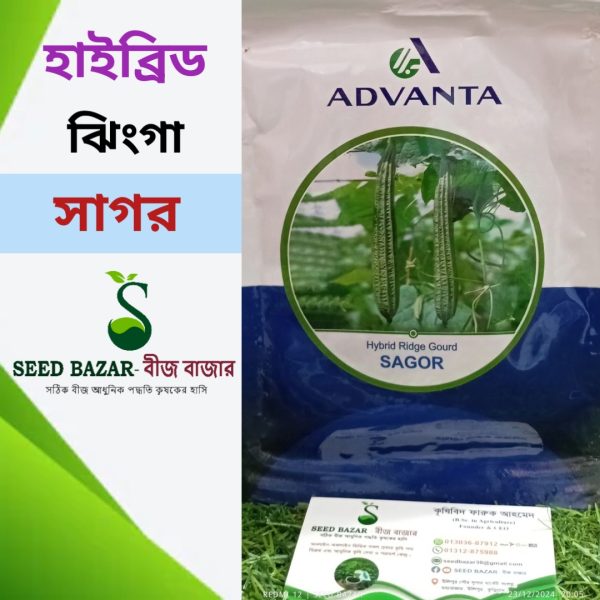 হাইব্রিড ঝিংগা বীজ-সাগর