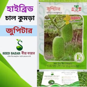 লালতীর কোম্পানির হাইব্রিড চাল কুমড়া-জুপিটার