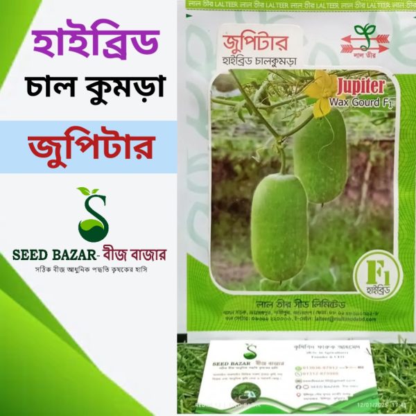 লালতীর কোম্পানির হাইব্রিড চাল কুমড়া-জুপিটার