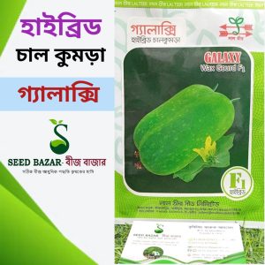 লালতীর কোম্পানির হাইব্রিড চাল কুমড়া-গ্যালাক্সি