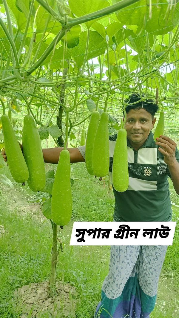 সুপার গ্রীন লাউ Supper Green Bottle Gourd - Image 3