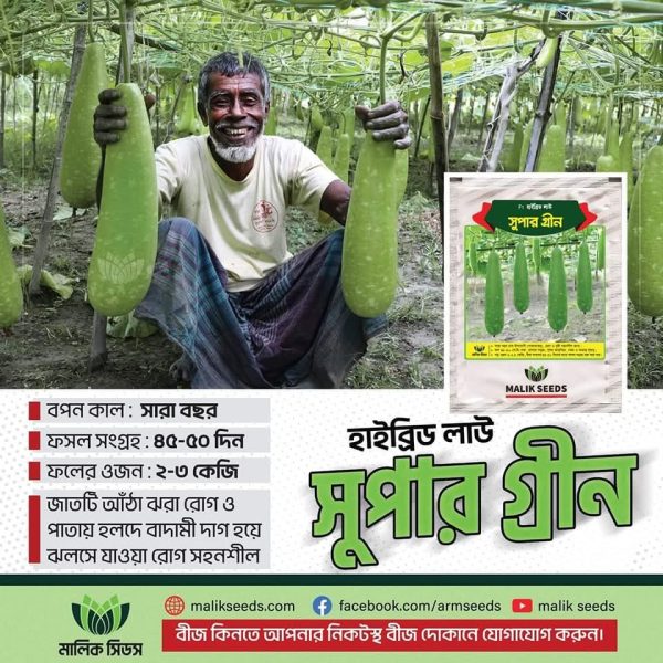 সুপার গ্রীন লাউ Supper Green Bottle Gourd - Image 2