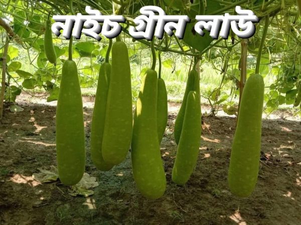 হাইব্রিড নাইচ গ্রীন লাউ Nice Green Bottle Gourd - Image 3