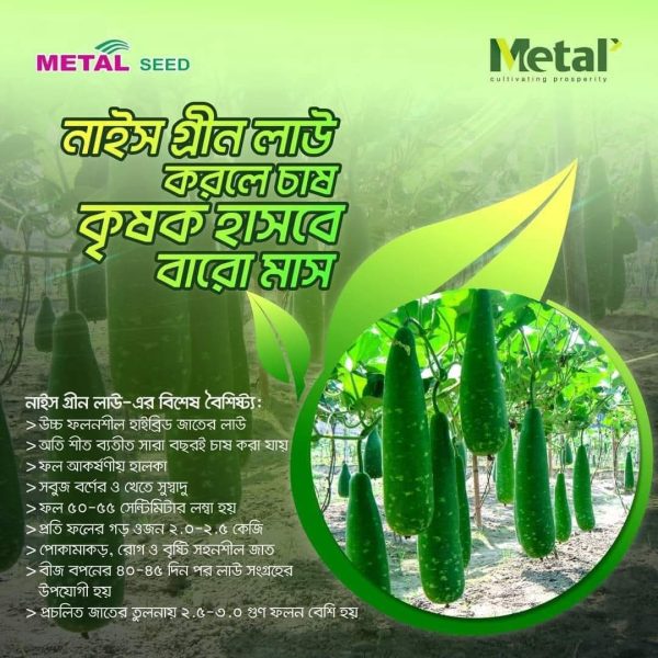 হাইব্রিড নাইচ গ্রীন লাউ Nice Green Bottle Gourd - Image 2
