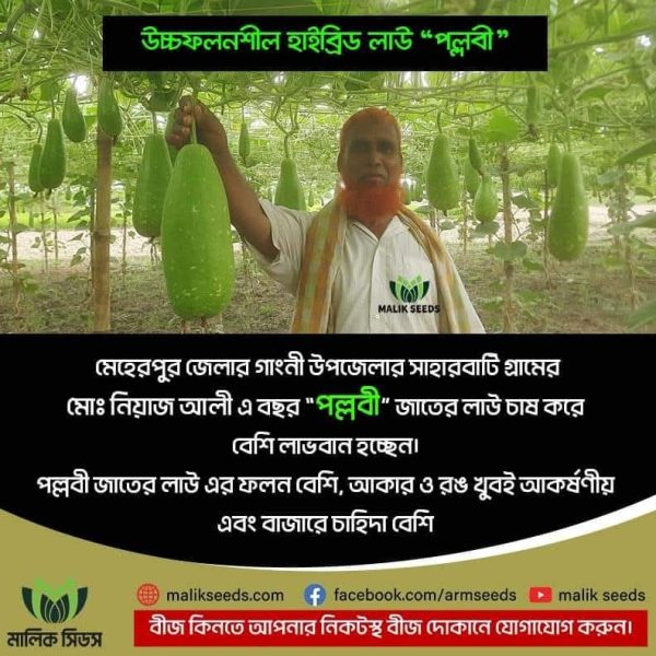 হাইব্রিড পল্লবী লাউ Pllobi Botte Gourd - Image 6