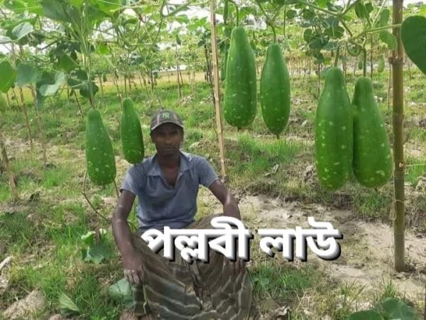 হাইব্রিড পল্লবী লাউ Pllobi Botte Gourd - Image 4