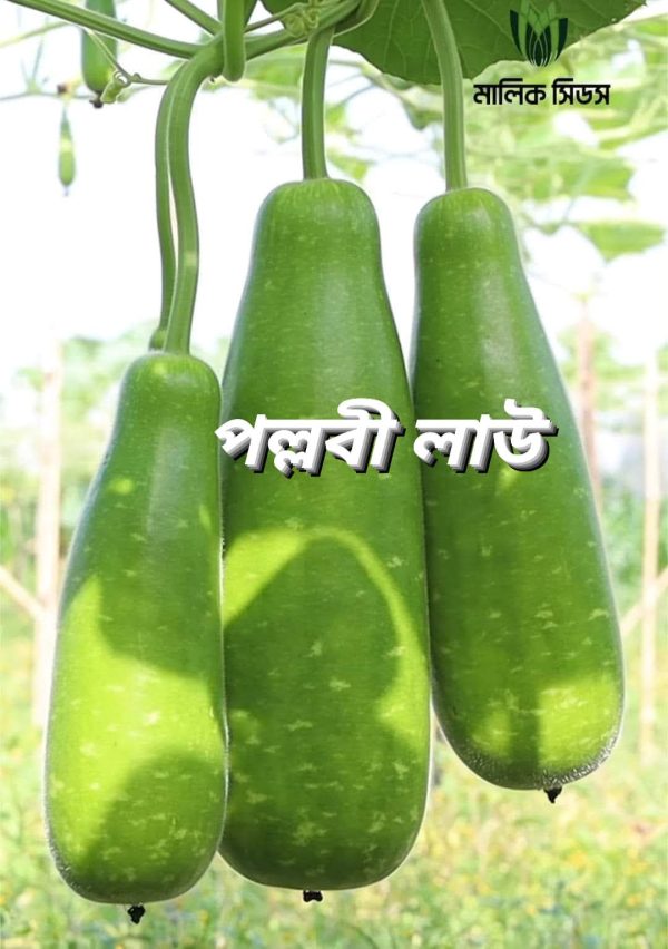 হাইব্রিড পল্লবী লাউ Pllobi Botte Gourd - Image 3