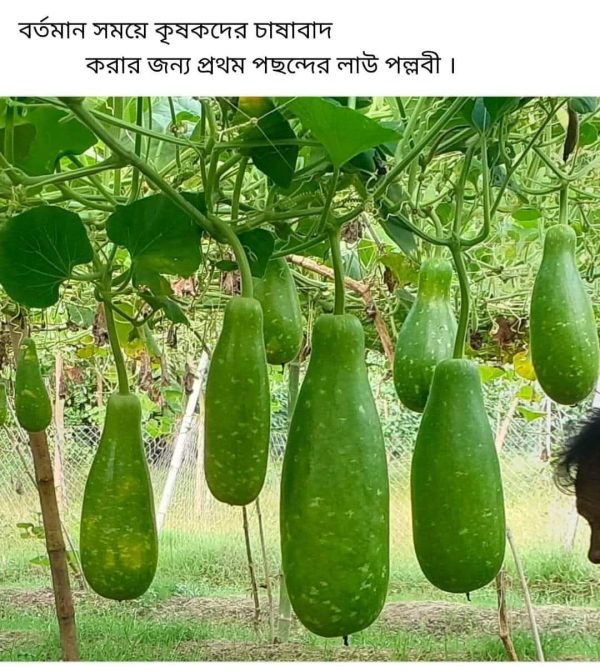 হাইব্রিড পল্লবী লাউ Pllobi Botte Gourd - Image 2
