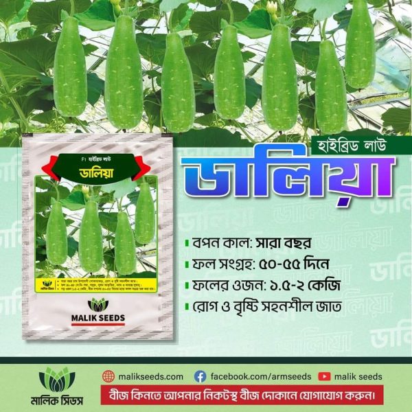 হাইব্রিড লাউ ডালিয়া  Daliya  Bottle Gourd - Image 2