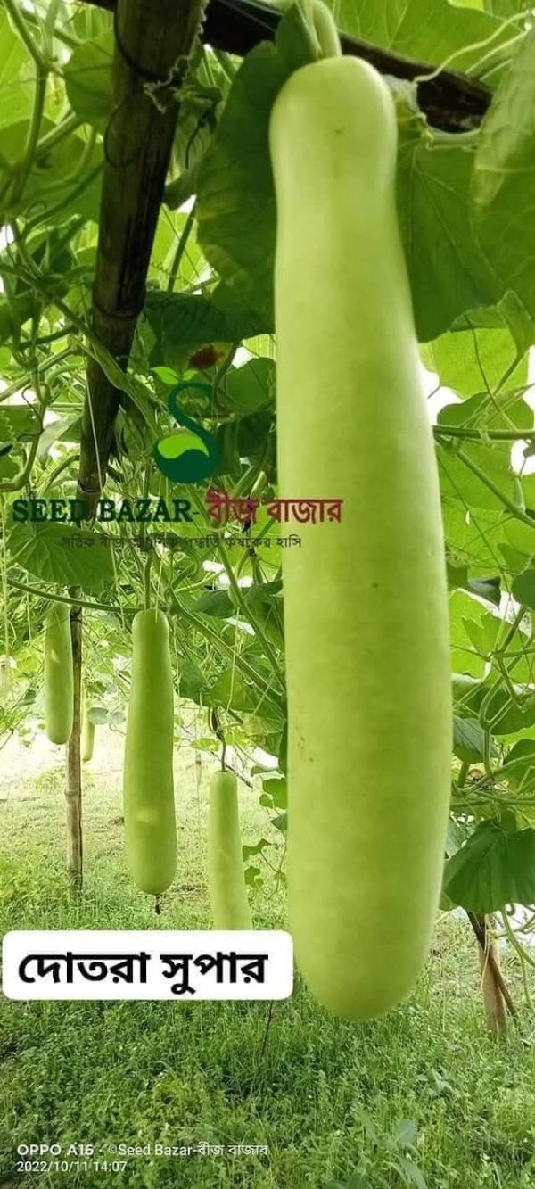 দোতারা সুপার লাউ Dotara Supper  Bottle Gourd - Image 3