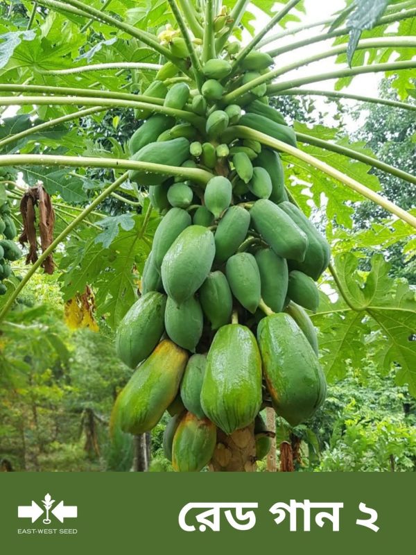 হাইব্রিড রেড গান-২ পেঁপে বীজ - Image 2