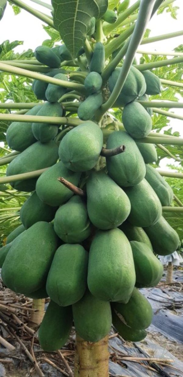 হাইব্রিড রেড গান-২ পেঁপে বীজ - Image 3