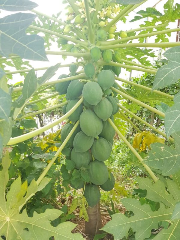 হাইব্রিড রেড গান-২ পেঁপে বীজ - Image 4