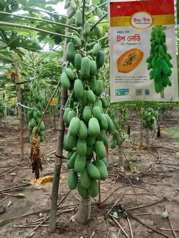 হাইব্রিড টপ লেডি পেঁপে বীজ Top Leady Papaya Seed - Image 4
