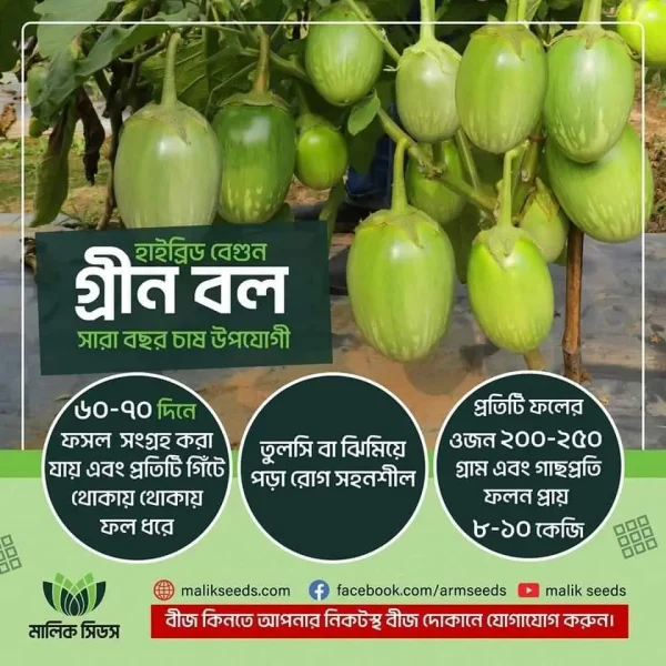 হাইব্রিড বেগুন- গ্রীন বল (Green Ball)