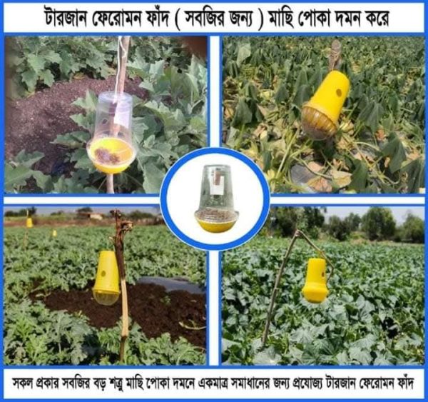 টারজান ফেরোমন ফাঁদ - Image 3