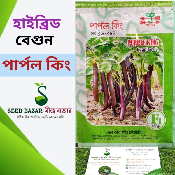 লাল তীর হাইব্রিড বেগুন-"পার্পল কিং" Purple King Brinjal