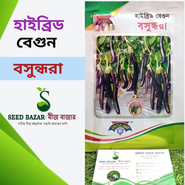 ইউনাইটেড সীড হাইব্রিড লম্বা বেগুন বীজ -"বসুন্ধরা" Boshundhora Brinjal Seed (৫ গ্রাম প্যাকেট)