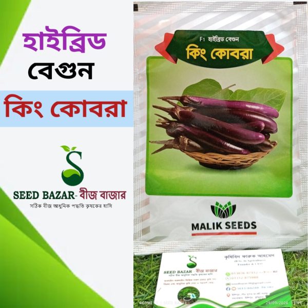 মালিক সীড হাইব্রিড লম্বা বেগুন বীজ -"কিং কোবরা" King Kobra Brinjal Seed (৫ গ্রাম প্যাকেট)